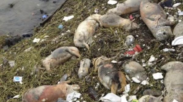 mii de porci morti au fost recuperati din apele fluviului huangpu china