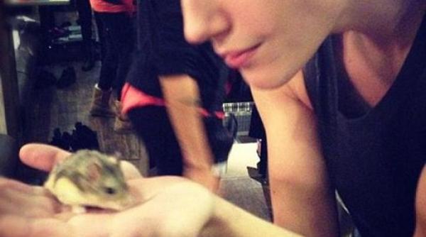 justin bieber hamster