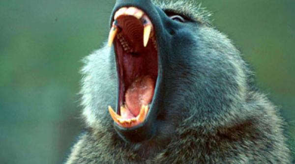 drepturi animale arabi maimute