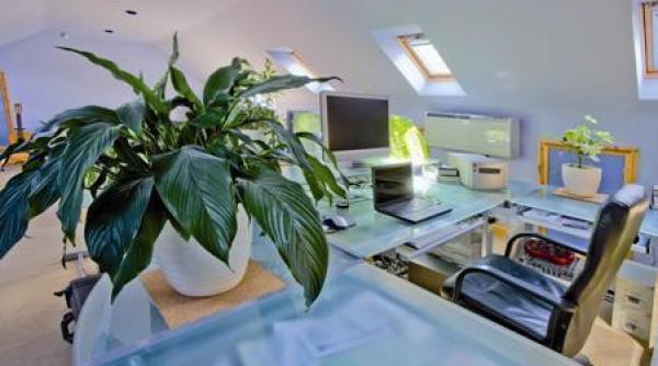 plante apartamente beneficii recomandari