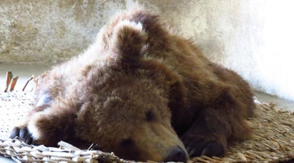 ursul baloo a fost operat de medicii vier pfoten