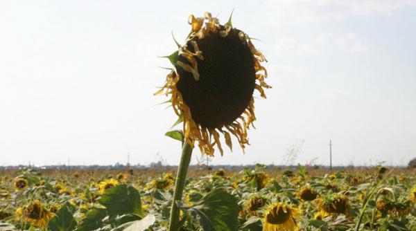 topul celor mai bogati afaceristi din agricultura