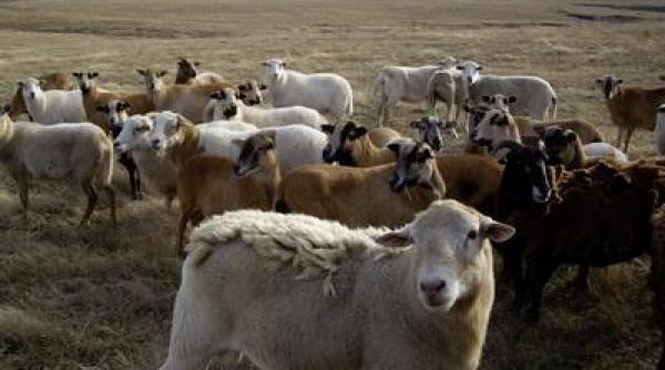 crescatorii de ovine din zonele defavorizate vor primi un ajutor financiar suplimentar de 4 5 euro pentru fiecare animal