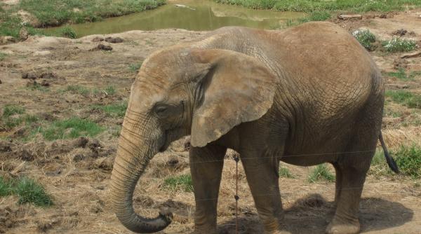 gradina zoo elefant feline romania infringement