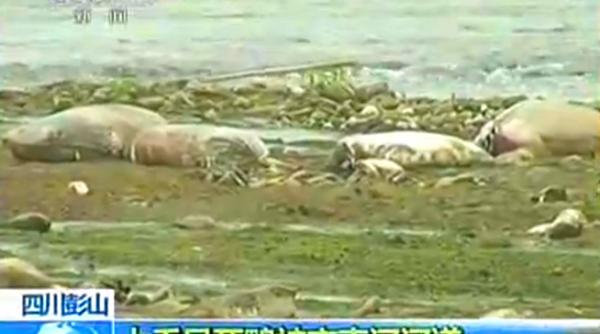 dupa porci morti acum a venit randul ratelor sa putrezeasca in raurile din china