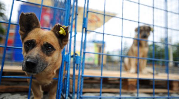 carne de caine curry marea britanie