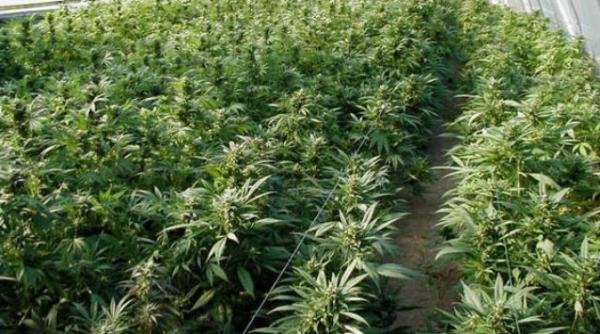 marijuana legalizata cehia