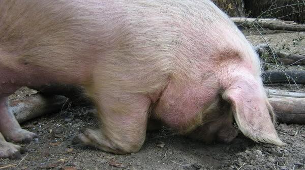 marius tuca ferma animalelor