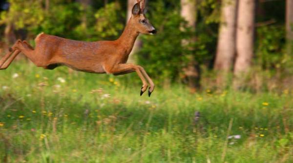 inteligenta talent si prostie sprintara i