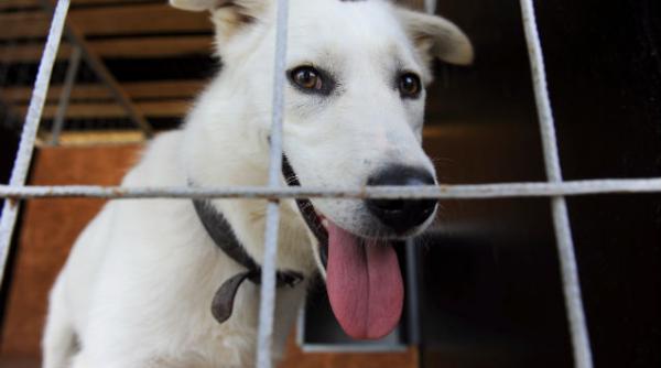 caine belarus mostenire un milion de dolari