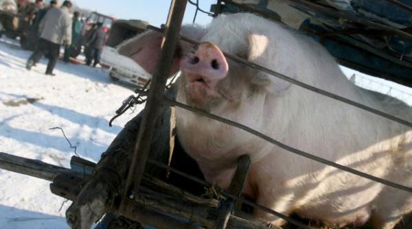 porci morti vanduti china