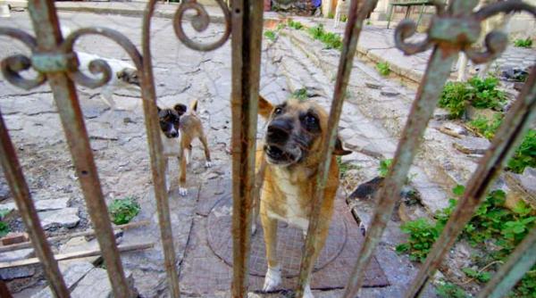 in bucuresti incepe o campanie de sterilizare a cainilor si pisicilor fara stapan