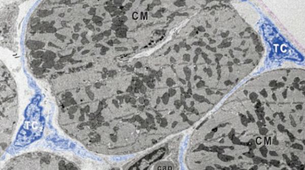 tratament telocite soareci laborator