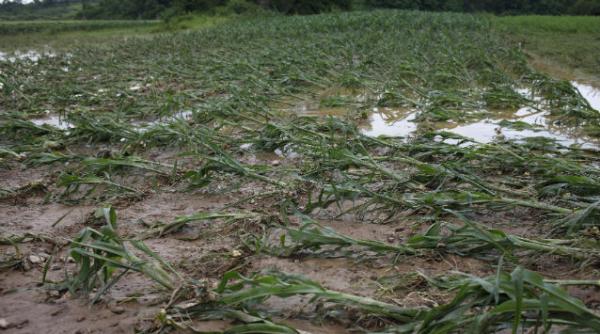 ploi inundatii terenuri agricole