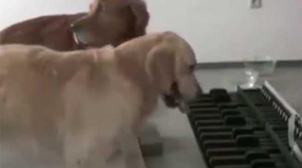 video doi golden retriever cuprinsi de ambitia de a canta la pian