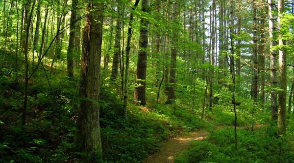 cat s a taiat si ce a ramas din padurile romaniei ce arata raportul de audit al curtii de conturi