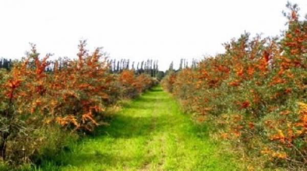 o afacere rentabila pentru 25 de ani un clujean face profit de 500 000 de euro din catina alba