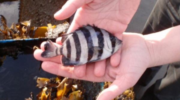 peste tsunami doi ani barca