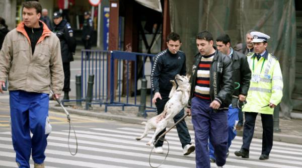 program sterilizare caini bucuresti