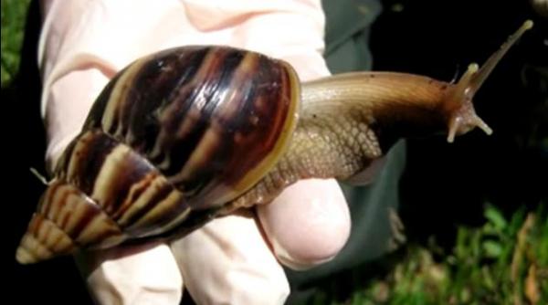 florida in alerta melci gigant care pot atinge marimea unui iepure au invadat miami video