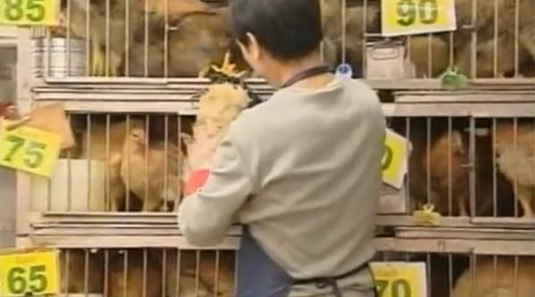 o misiune a organizatiei mondiale a sanatatii pleaca in china pentru a analiza situatia legata de noua gripa aviara