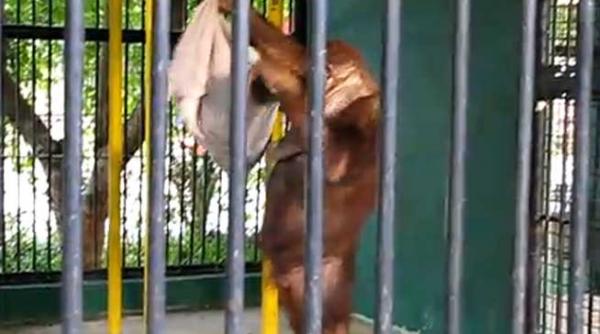 un urangutan inteligent ii fura tricoul unui vizitator al gradinii zoologice