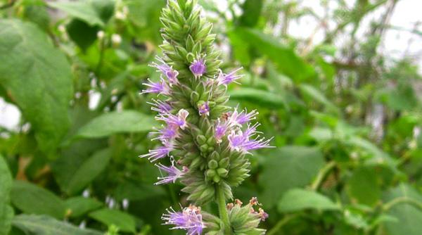 uleiul esetial patchouli parfumul hippy atrage banii