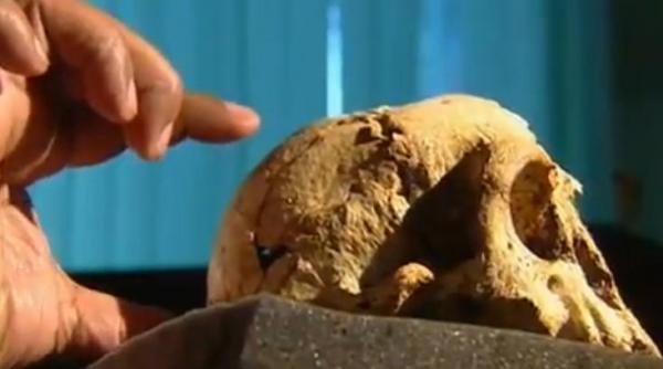 este o descoperire fascinanta ramasitele unui hobbit gasite de cercetatori pe o insula din indonezia video