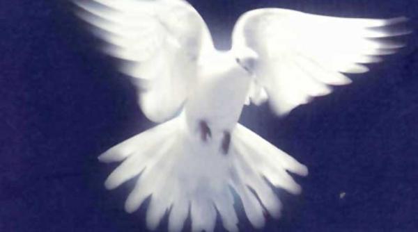 scena crimei comisarul adevarului