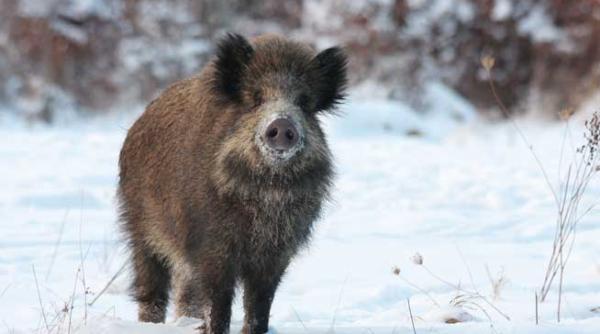 inteligenta talent si prostie sprintara iv mistretul cu glonti de arginti