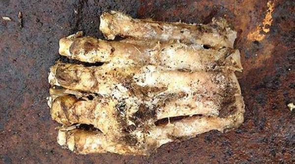 foto big foot redescoperit prin padurile americane