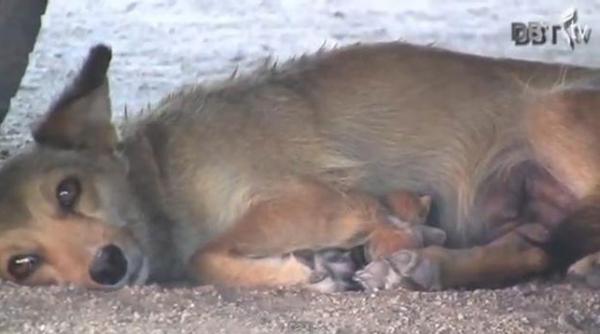 fenomen incredibil in mexic ce a fatat o catelusa cand am vazut am incremenit video