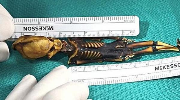 umanoidul din atacama fat avortat