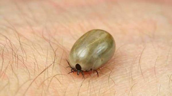 ministerul sanatatii in ultima saptamana mai multe persoane intepate de capuse