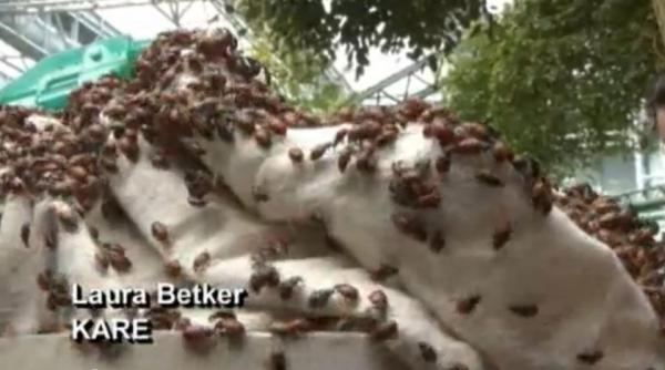 72 000 de gargarite eliberate in mall of america vezi imagini din uriasul complex comercial video