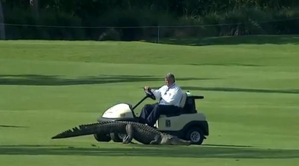 un crocodil a patruns pe un teren de gol din new orleans video incredibil
