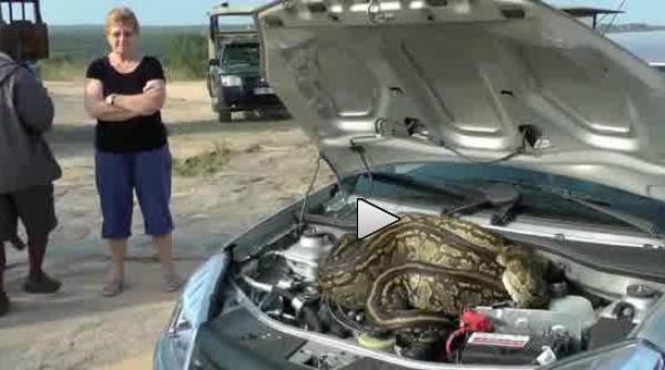 aveti ceva la motor musafirul instalat sub capota a facut deliciul unui safari video