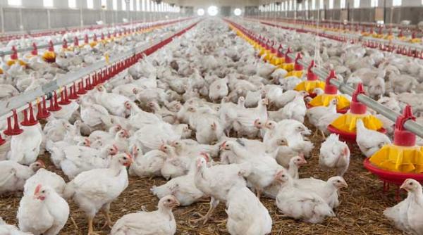 avicola crevedia part of agroli group traditia continuata prin inovatie