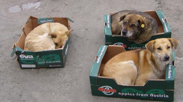 ce ascund ong urile in spatele interesului pentru cainii fara stapan imagini in exclusivitate din adaposturi ilegale video