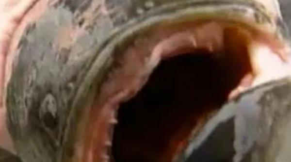 panica in new york un pradator periculos a pus stapanire pe central park autoritatile se tem de o invazie video