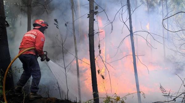 15 hectare de padure au ars intr un incendiu de proportii la ocolul silvic tihuta colibita