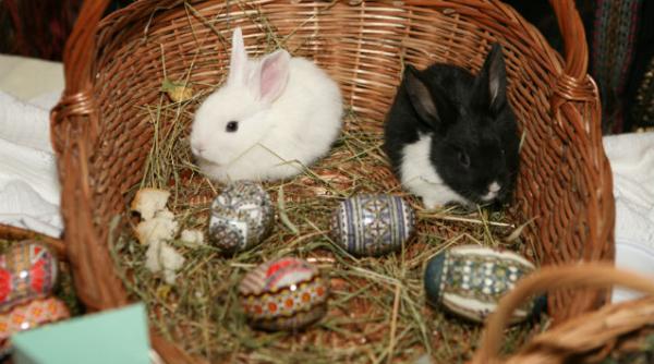 mesaje sms uri si urari de iepuras