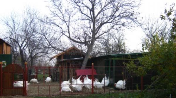 o afacere cu iz occidental cum sa lansezi o microferma de pasari