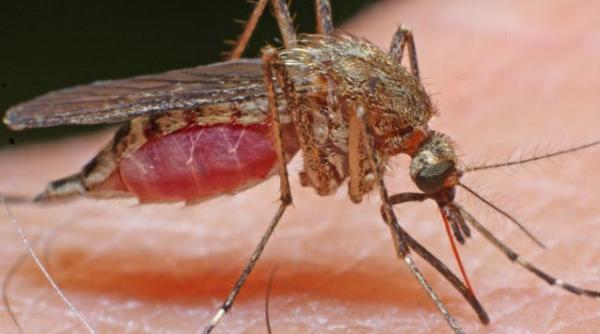 primaria capitalei incepe razboiul cu tantarii