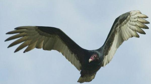 a vrut sa escaladeze muntii si a sfarsit devorata de vulturi in doar 45 de minute ce s a intamplat