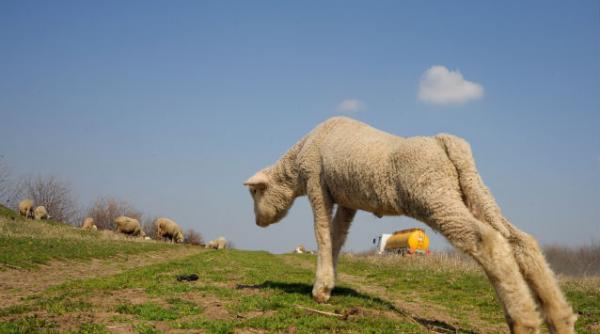 proiect transhumanta 2013