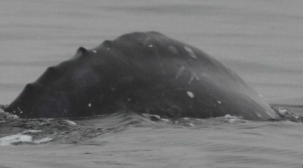 este un mister o specie declarata disparuta fotografiata pentru pentru prima data in sudul oceanului atlantic