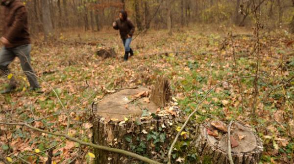 silvicultorii si au luat padurea baneasa acasa