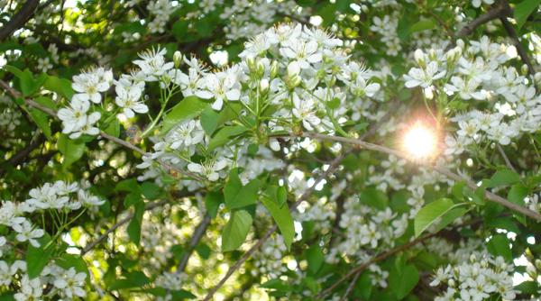 cum va fi vremea in capitala si in restul tarii prognoza meteo pentru perioada perioada 20 mai 1 iunie