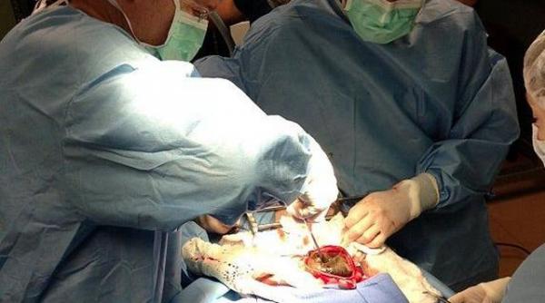 era urias n am mai vazut pana acum asa ceva ce au gasit medicii veterinari in stomacul unui tigru